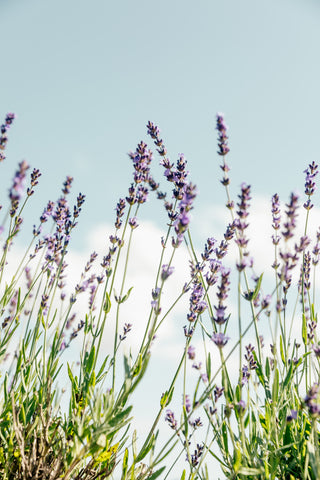 Wild Lavender Patagonia aroma