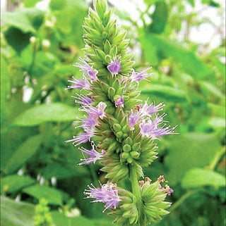 Patchouli