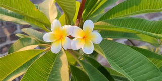 Champa