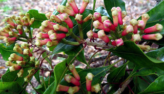 Clove