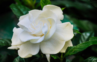 Gardenia