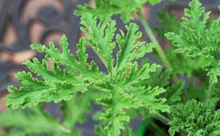 Citronella