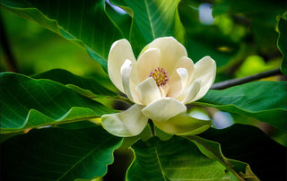 Magnolia
