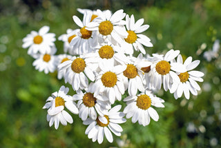 Chamomile