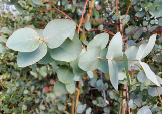 Eucalyptus