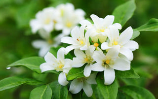 Jasmine