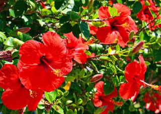 Hibiscus