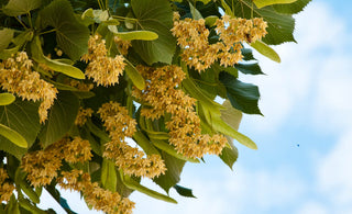 Linden