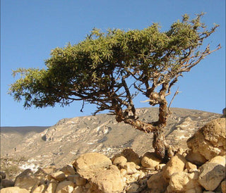 Myrrh