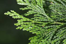 Cypress