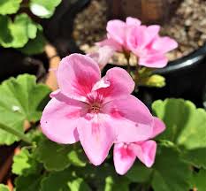 Geranium