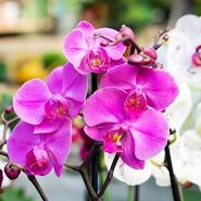 Orchid