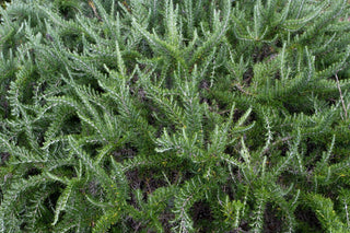 Rosemary