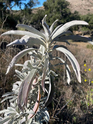 White Sage