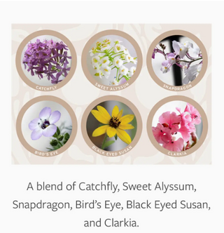 Thank You Plantable Greeting Card Collection